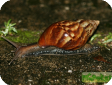 Achatina fulica (ахатина фулика)