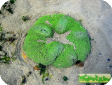 Stichodactyla sp. (Stoichactis sp.) 
