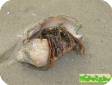 Clibanarius sp. 