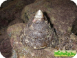 Trochus (Tectus, Rochia) niloticus