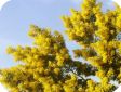 Acacia