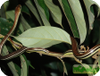 Dendrelaphis caudolineatus