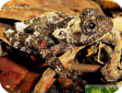 Theloderma stellatum
