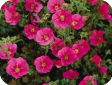 Anisodontea halvastrum