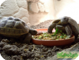 Testudo ibera