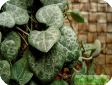 Ceropegia