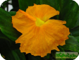 Costus igneus