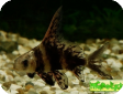 Myxocyprinus asiaticus