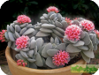 Crassula
