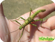 Haaniella muelleri 