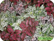 Hypoestes