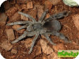Eucratoscelus pachypus  