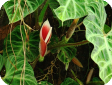 Philodendron