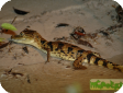 Caiman crocodilus