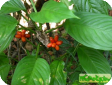 Aglaonema simplex