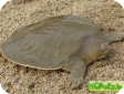 Pelochelys cantorii (Большая мягкотелая Кантора)