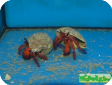 Dardanus megistos 
