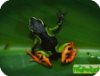 Mantella madagascariensis  