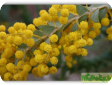 Mimosa