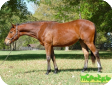 Голштинская (The Holsteiner Horse)