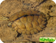 Graptemys pulchra 