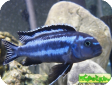 Melanochromis johannii