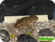 Bufo ex gr. "viridis" 