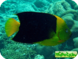 Holacanthus tricolor 