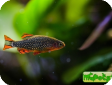 Danio margaritatus (Celestichthys margaritatus)