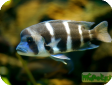 Cyphotilapia frontosa