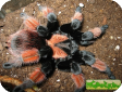 Brachypelma emilia
