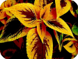 Coleus Lour.