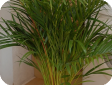 Chrysalidocarpus