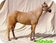 Галицено (Galiceno)