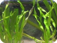 Vallisneria spiralis