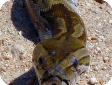 Python sebae