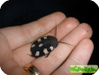 Therea petiveriana