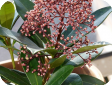 Skimmia