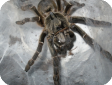 Ceratogyrus brachycephalus