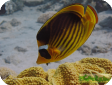 Chaetodon fasciatus