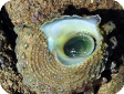 Astraea sp. 