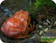 Dyscophus guineti
