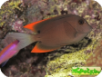 Ctenochaetus tominiensis 