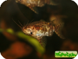 Synodontis sp.