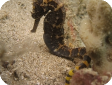 Hippocampus comes 