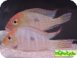 Geophagus sp.