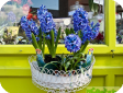 Hyacinthus