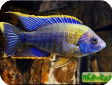 Aulonocara sp.