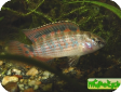 Badis ruber