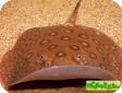 Potamotrygon motoro